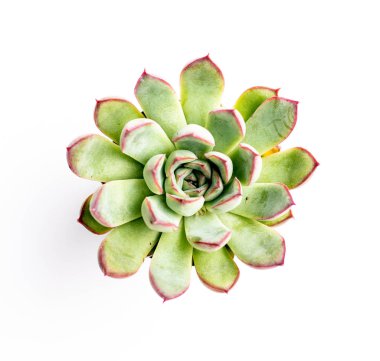 Beyaz arka planda küçük sulu bitki, echeveria derenmensis