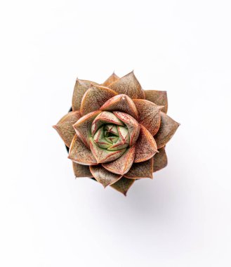 Beyaz arka planda küçük sulu bitki, echeveria purpesorum