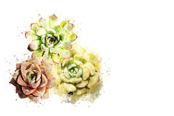 色とりどりの多肉植物や花のアクセントの花水彩スタイル — ストック写真