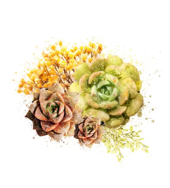 Floral Watercolor Style Colorful Succulents Floral Accents — Stock Photo, Image