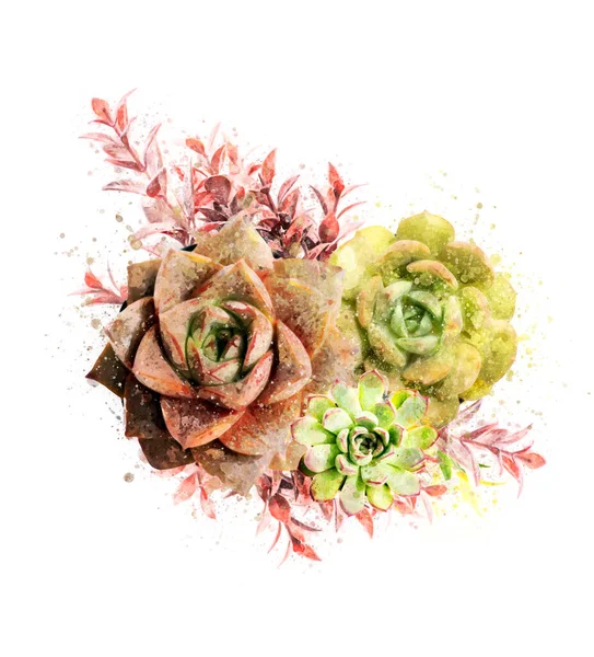 Floraler Aquarellstil Mit Farbenfrohen Sukkulenten Und Floralen Akzenten — Stockfoto