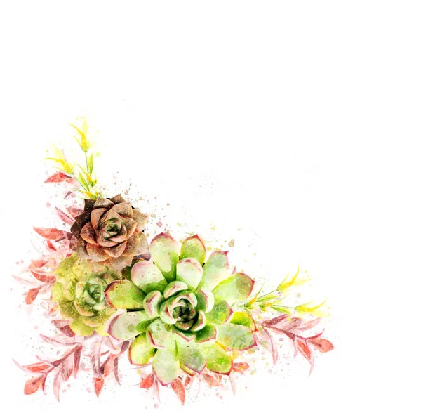 Stile Acquerello Floreale Succulente Colorate Accenti Floreali — Foto Stock