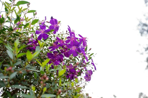 紫红公主花 艳丽花或盛开的金银花 — 图库照片