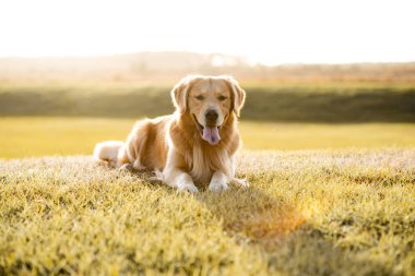Golden Retriever köpeği gün batımında büyük bir çim tarlasında eğleniyor. Güzel altın ışık.