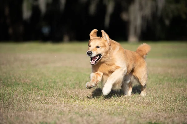 Beautiful dog golden retriever running in a field on sunny day