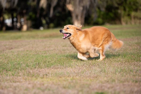 Schöne Hund Golden Retriever Läuft Einem Feld Einem Sonnigen Tag — Stockfoto
