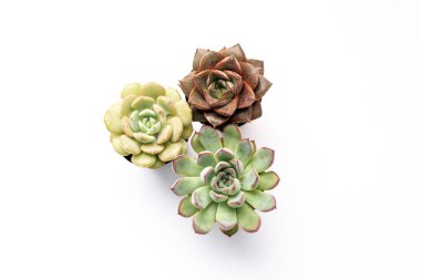 Üç küçük sulu bitki bir araya geldi.