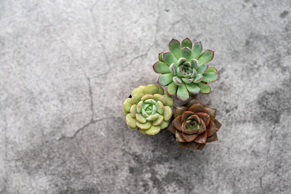 Three Tiny Succulent Plants Grouped Together — Stock Photo, Image