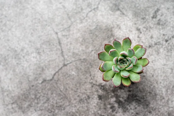 Tiny Succulent Plants Background — Stock Photo, Image