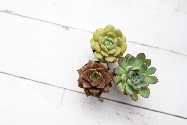 Three tiny succulent plants grouped together