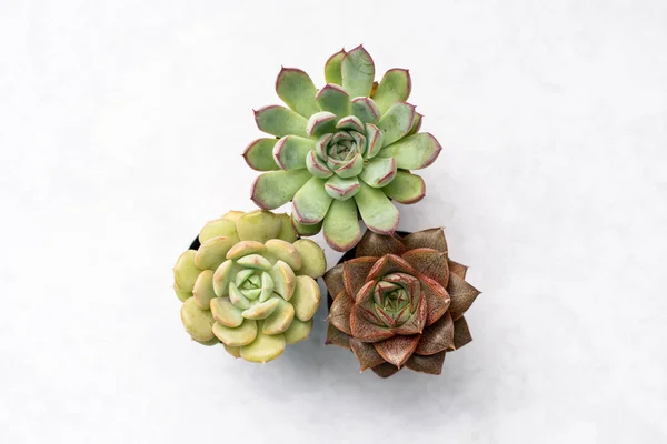 Три Крошечных Сочных Растения Сгруппированных Вместе — стоковое фото