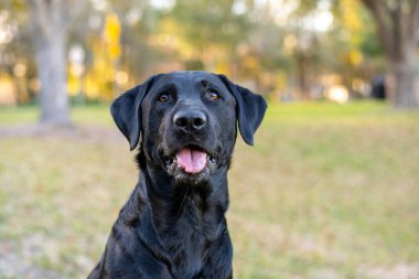 Siyah labrador köpeği gün batımında çiçek tarhında, laboratuvar portresi dışarıda.