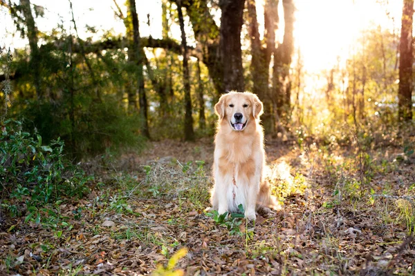 Golden Retriever Dog Sunset Woods Beautiful Golden Light Shining Fur — Stock Photo, Image