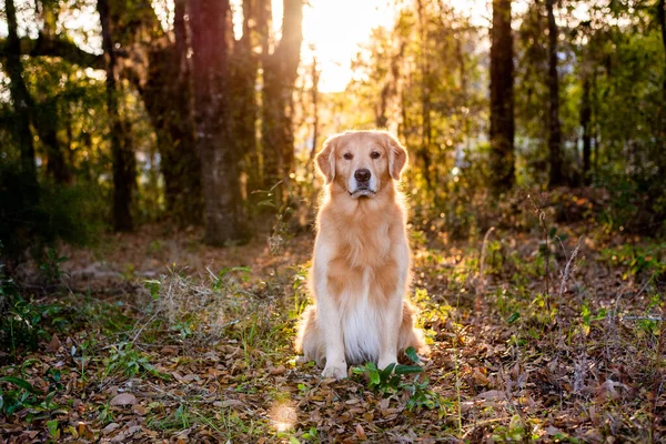 Golden Retriever Hund Udenfor Ved Solnedgang Skoven Med Smukke Gyldne - Stock-foto