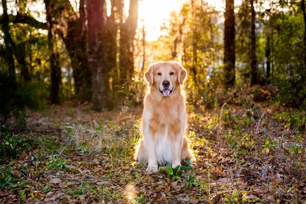 Câine Golden Retriever Afară Apusul Soarelui Pădure Lumină Aurie Frumoasă — Fotografie, imagine de stoc