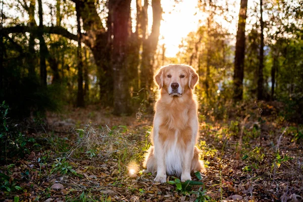 Golden Retriever Perro Fuera Atardecer Bosque Con Hermosa Luz Dorada —  Fotos de Stock