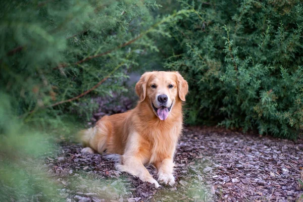 Golden Retriever Udendørs Smuk Blå Cypres Portræt Lydig Hund - Stock-foto