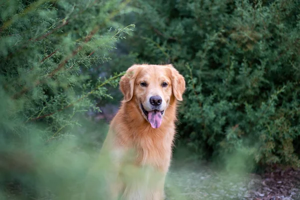 Golden Retriever Udendørs Smuk Blå Cypres Portræt Lydig Hund - Stock-foto