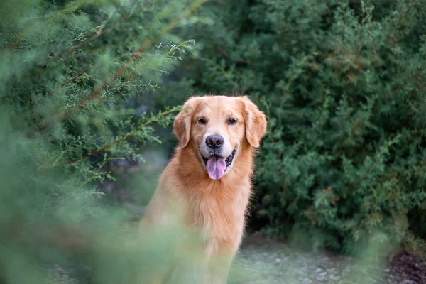 Golden Retriever Udendørs Smuk Blå Cypres Portræt Lydig Hund - Stock-foto