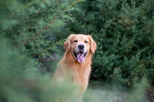 Golden Retriever Güzel Mavi Selvi Çiçeğiyle Itaatkar Bir Köpeğin Portresi — Stok fotoğraf