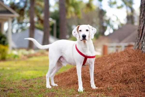 Putih Dengan Bintik Bintik Coklat Campuran Anjing Menikmati Berjalan Jalan — Stok Foto