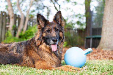 Uzun paltolu, kırmızı ve siyah Alman çoban köpeği büyük mavi topuyla dışarıda.