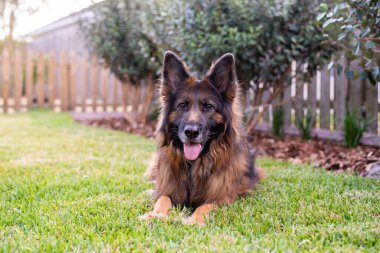 Uzun saçlı, kırmızı ve siyah Alman çoban köpeği yeşil çimlerin üzerinde, bahçenin tadını çıkarıyor.