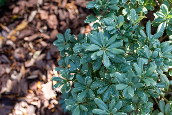 Değişken Pittosporum Olarak Bilinir Japon Sahte Portakal — Stok fotoğraf