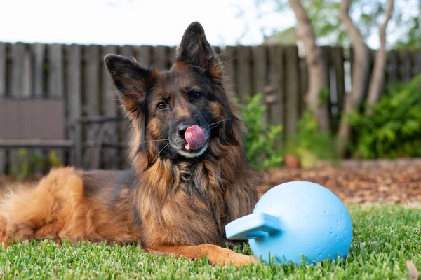 Long Coat Red Black German Shepherd Dog Outdoors Big Blue — Stock Photo, Image