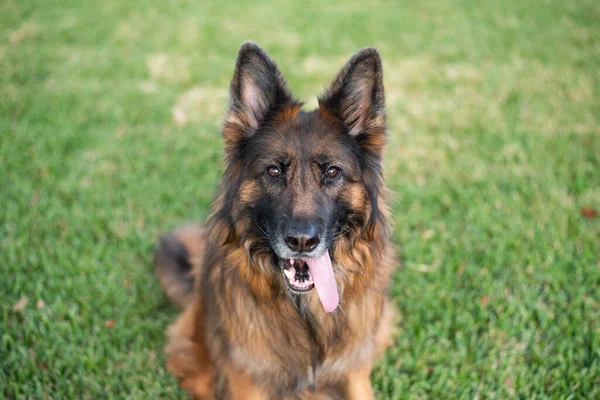 緑の芝生の上で屋外で長い髪の赤と黒のドイツの羊飼いの犬は 裏庭を楽しんで — ストック写真