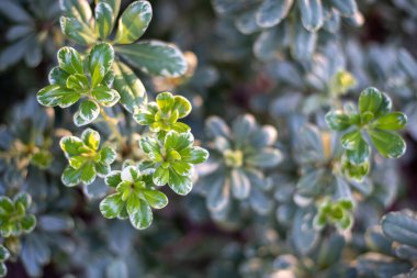 Değişken Pittosporum olarak da bilinir Japon Sahte Portakal