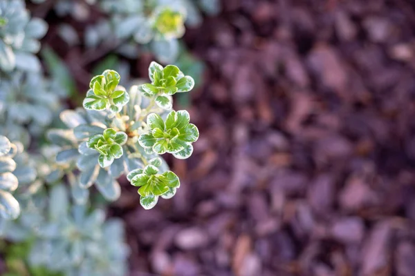 Değişken Pittosporum Olarak Bilinir Japon Sahte Portakal — Stok fotoğraf