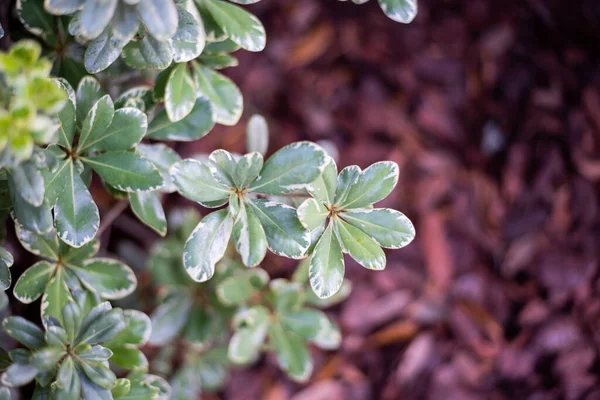 Değişken Pittosporum Olarak Bilinir Japon Sahte Portakal — Stok fotoğraf