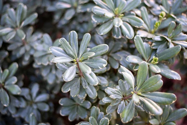 Variegated Pittosporum also known as Variegated Japanese Mock Orange