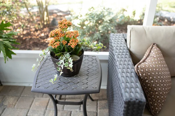 Kalanchoe Blossfeldiana Long Flowering Perennial Succulent Growing Ivy Pot Patio — Stock Photo, Image