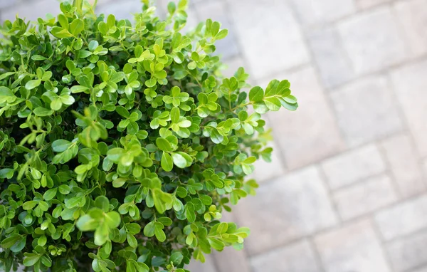 Japon Boxwood Çalısı Taş Verandanın Üzerinde Buxus Microphylla — Stok fotoğraf