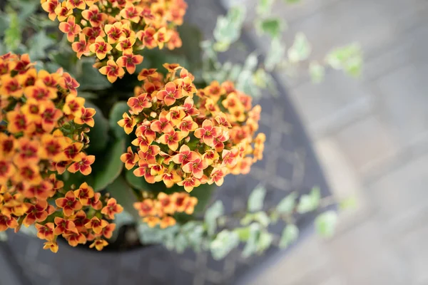 Kalanchoe Blossfeldiana Long Flowering Perennial Succulent Growing Ivy Pot Patio — Stock Photo, Image