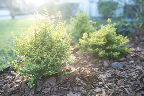 Sunshine Ligustrum Small Privet Decorative Shrub Bright Yellow Lime Leaves — Stock Photo, Image