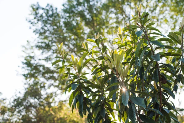 Giovane Albero Loquat Foglie Sempreverdi Con Nuova Crescita — Foto Stock