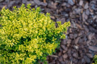 Güneş ışığı ligustrumu, parlak sarı ve limon yapraklı küçük özel dekoratif bir çalılık.