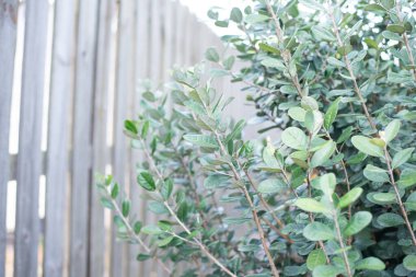 Fayjoa ağacı çalılığına yakın çekim. Acca sellowiana veya ananas guava arkaplanı