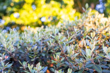 Fayjoa ağacı çalılığına yakın çekim. Acca sellowiana veya ananas guava arkaplanı