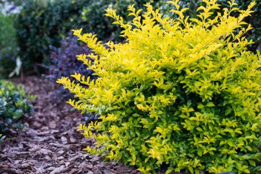 Duranta ya da Pingo d 'ouro çalılarının kireç yaprağını altın rengi ile kapatın.