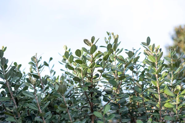 Fechar Arbusto Árvore Feijoa Acca Sellowiana Abacaxi Fundo Goiaba — Fotografia de Stock