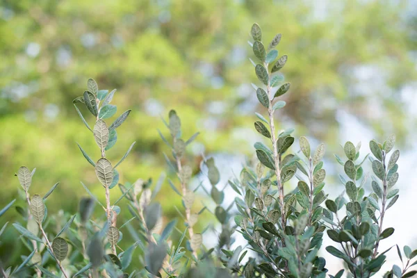 Primo Piano Feijoa Albero Arbusto Acca Sellowiana Ananas Guava Sfondo — Foto Stock