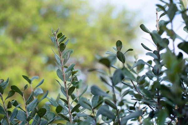 Primo Piano Feijoa Albero Arbusto Acca Sellowiana Ananas Guava Sfondo — Foto Stock