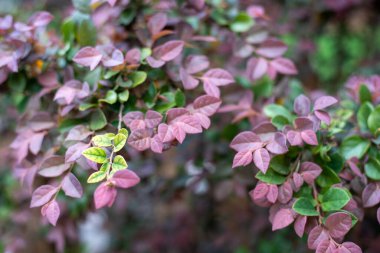 Loropetalum chinense, Çin Fringe Çiçeği, mor ve limon yaprakları erik çeşitliliği