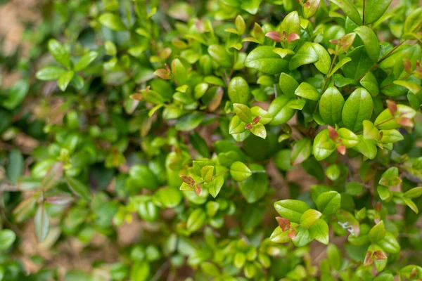 Simpson Twinberry Ağacı Kırmızı Yenilebilir Böğürtlenler Hindistan Cevizi Kokulu Aromatik — Stok fotoğraf