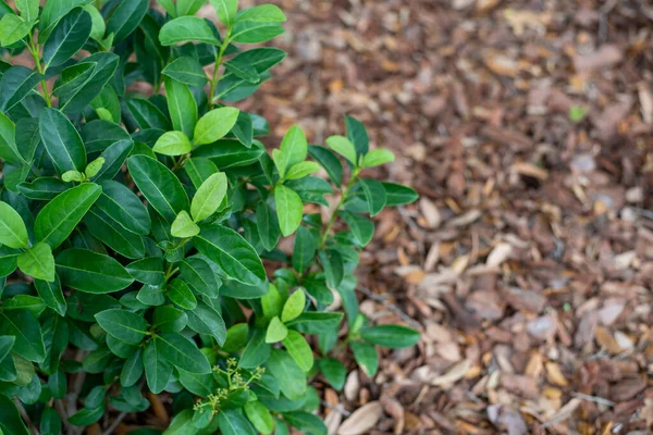 Güneye Ekilmiş Tatlı Viburnum Çimenli Yatağın Üzerine Parlak Yeşil — Stok fotoğraf