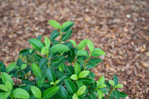 Güneye Ekilmiş Tatlı Viburnum Çimenli Yatağın Üzerine Parlak Yeşil — Stok fotoğraf